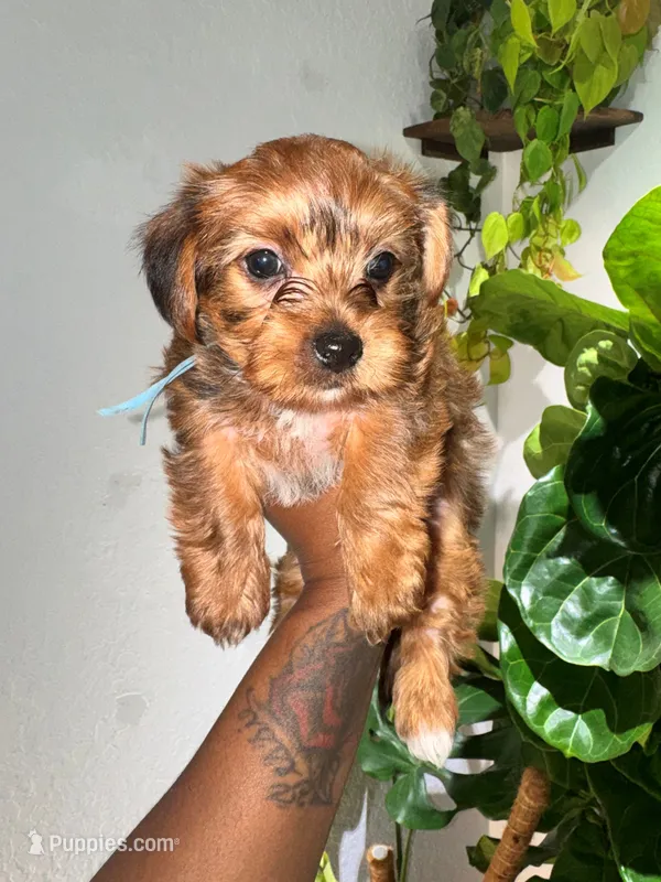 AJ – Yorkshire Terrier puppy for sale in Converse, TX