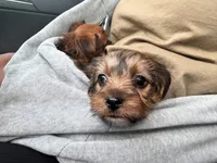AJ, a male Yorkshire Terrier for sale in Converse, TX – 4 of 10