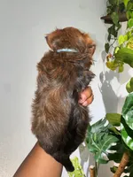 AJ, a male Yorkshire Terrier for sale in Converse, TX – 5 of 10
