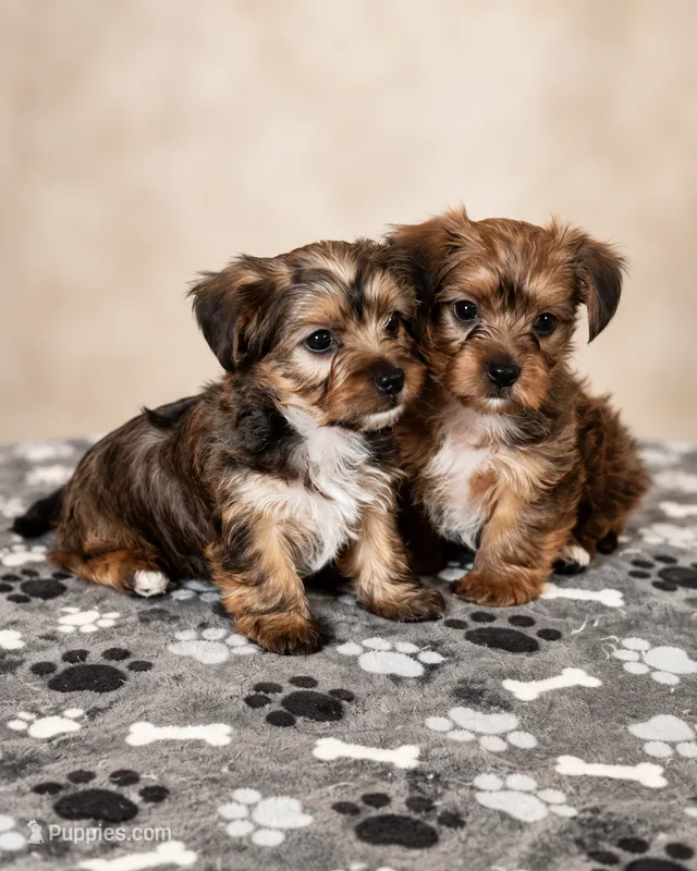 Bailey – Yorkshire Terrier puppy for sale in Converse, TX