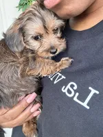 Bailey, a male Yorkshire Terrier for sale in Converse, TX – 7 of 9