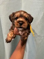 Bailey, a male Yorkshire Terrier for sale in Converse, TX – 8 of 9