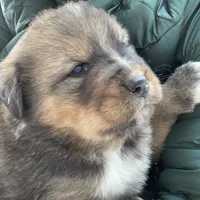 Boy, a male Bernese Mountain Dog and Tibetan Mastiff for sale in Secor, IL – Photo 7 of 10