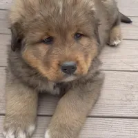 Boy, a male Bernese Mountain Dog and Tibetan Mastiff for sale in Secor, IL – Photo 3 of 10