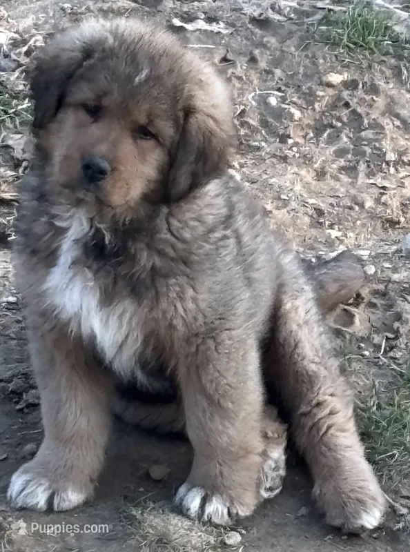 Boy – Bernese Mountain Dog, Tibetan Mastiff puppy on hold in Secor, IL