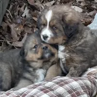 Boy, a male Bernese Mountain Dog and Tibetan Mastiff for sale in Secor, IL – Photo 4 of 10