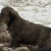 Boy, a male Bernese Mountain Dog and Tibetan Mastiff for sale in Secor, IL – Photo 5 of 10