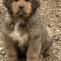 Boy, a male Bernese Mountain Dog and Tibetan Mastiff for sale in Secor, IL – Photo 1 of 10