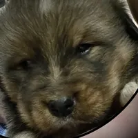 Boy, a male Bernese Mountain Dog and Tibetan Mastiff for sale in Secor, IL – Photo 6 of 10