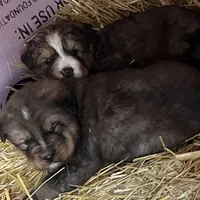 Boy, a male Bernese Mountain Dog and Tibetan Mastiff for sale in Secor, IL – Photo 9 of 10
