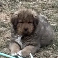 Boy, a male Bernese Mountain Dog and Tibetan Mastiff for sale in Secor, IL – Photo 2 of 10