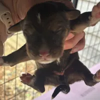 Boy, a male Bernese Mountain Dog and Tibetan Mastiff for sale in Secor, IL – Photo 10 of 10