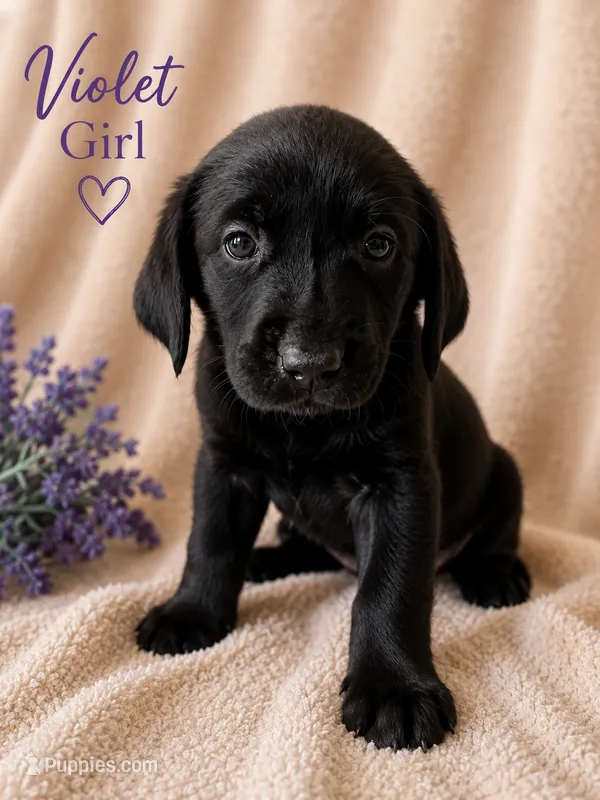 Violet – Labrador Retriever puppy for sale in Tuttle, OK