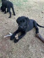 Pinky, a female Labrador Retriever for sale in Tuttle, OK – 6 of 7