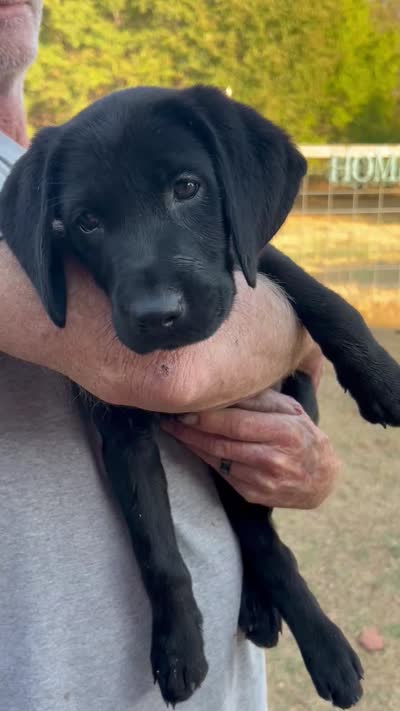 Pinky, a female Labrador Retriever for sale in Tuttle, OK – 5 of 7