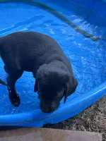 Sunny , a female Labrador Retriever for sale in Tuttle, OK – 4 of 6