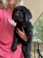 Sunny , a female Labrador Retriever for sale in Tuttle, OK – 6 of 6