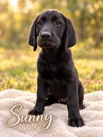 Sunny , a female Labrador Retriever for sale in Tuttle, OK – 1 of 6