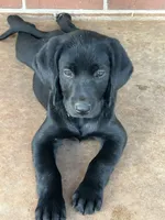 Violet, a female Labrador Retriever for sale in Tuttle, OK – 3 of 5