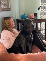 Violet, a female Labrador Retriever for sale in Tuttle, OK – 4 of 5