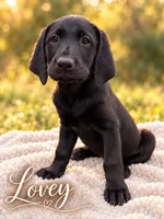 Lovey, a female Labrador Retriever for sale in Tuttle, OK – 1 of 6