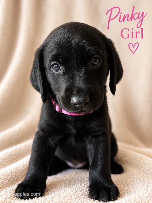 Pinky – Labrador Retriever puppy for sale in Tuttle, OK