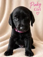 Pinky, a female Labrador Retriever for sale in Tuttle, OK – 1 of 1