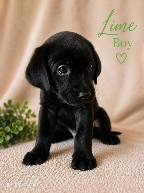 Lime – Labrador Retriever puppy for sale in Tuttle, OK