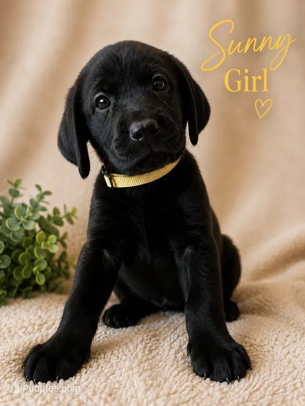 Sunny  – Labrador Retriever puppy for sale in Tuttle, OK