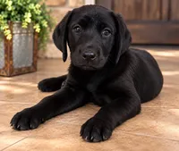 Lovey, a female Labrador Retriever for sale in Tuttle, OK – 4 of 6