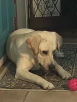 Lovey, a female Labrador Retriever for sale in Tuttle, OK – 6 of 6