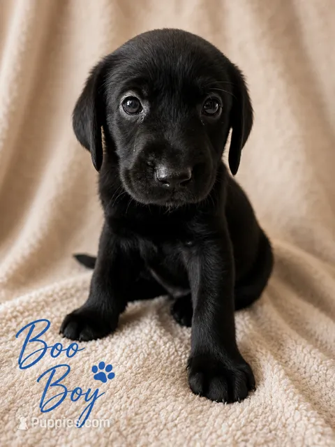 Boo Boy – Labrador Retriever puppy for sale in Tuttle, OK