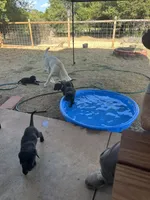 Pinky, a female Labrador Retriever for sale in Tuttle, OK – 7 of 7