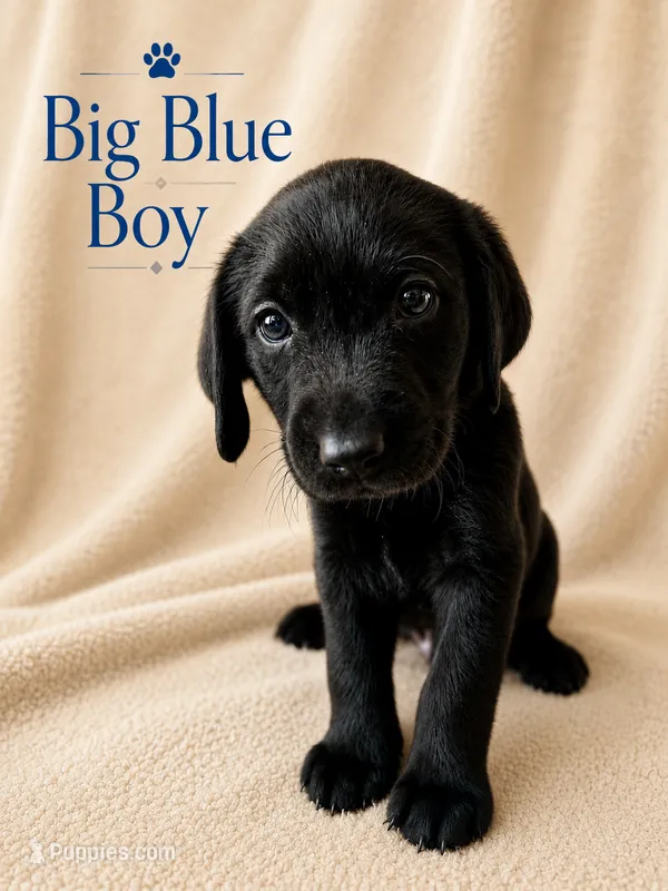 Big Blue – Labrador Retriever puppy for sale in Tuttle, OK