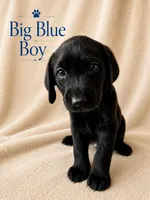 Big Blue, a male Labrador Retriever for sale in Tuttle, OK – 1 of 1