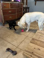 Sunny , a female Labrador Retriever for sale in Tuttle, OK – 5 of 6