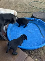 Lovey, a female Labrador Retriever for sale in Tuttle, OK – 5 of 6
