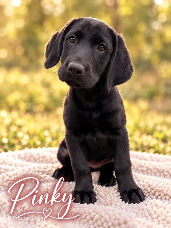 Pinky – Labrador Retriever puppy for sale in Tuttle, OK