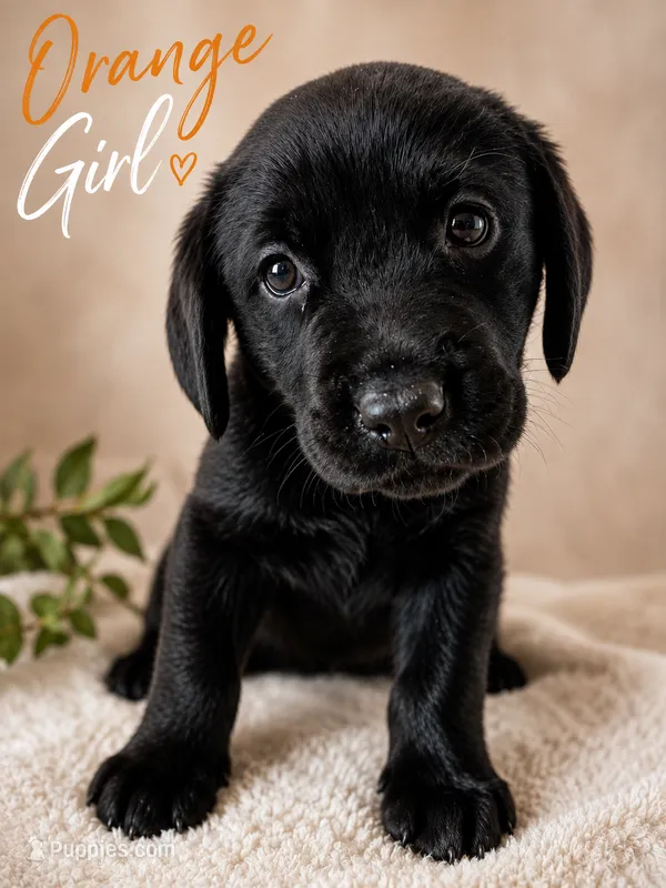 Orange – Labrador Retriever puppy for sale in Tuttle, OK
