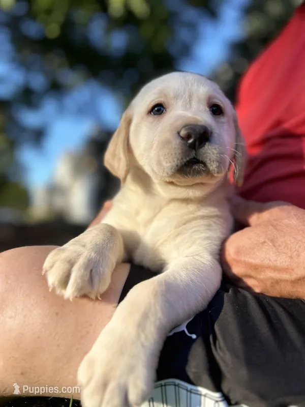 B – Labrador Retriever puppy for sale in Thornton, CO