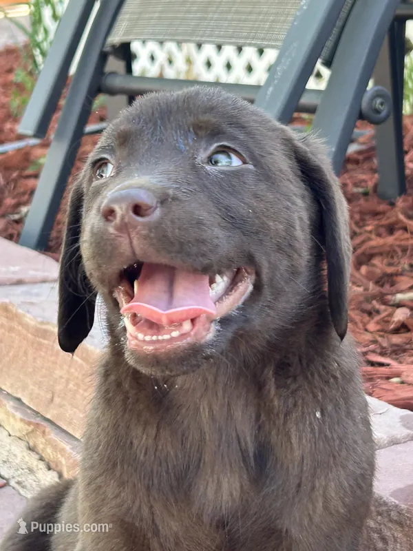 F, a female Labrador Retriever for sale in Thornton, CO – 1 of 1