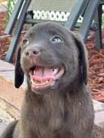 F, a female Labrador Retriever for sale in Thornton, CO – 1 of 1