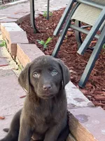 C, a female Labrador Retriever for sale in Thornton, CO – 1 of 1
