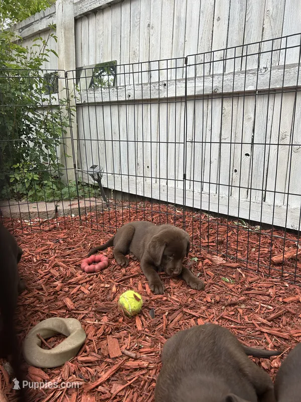 D – Labrador Retriever puppy for sale in Thornton, CO