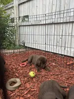 D, a male Labrador Retriever for sale in Thornton, CO – 1 of 1