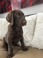 E, a male Labrador Retriever for sale in Thornton, CO – 1 of 1