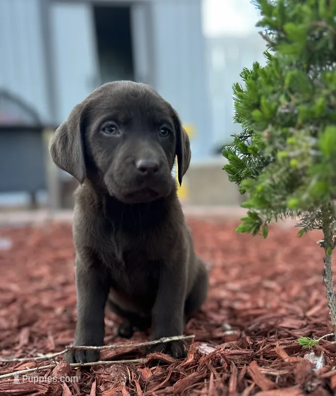 A – Labrador Retriever puppy for sale in Thornton, CO