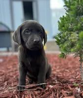 A, a male Labrador Retriever for sale in Thornton, CO – 1 of 1