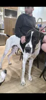 Rex, a male Great Dane and Golden Retriever for sale in Brockport, NY – 5 of 5