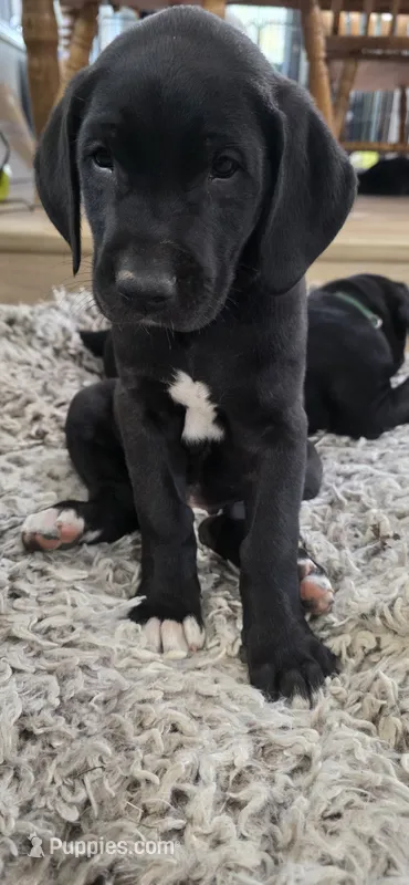 Stella – Great Dane, Golden Retriever puppy for sale in Brockport, NY